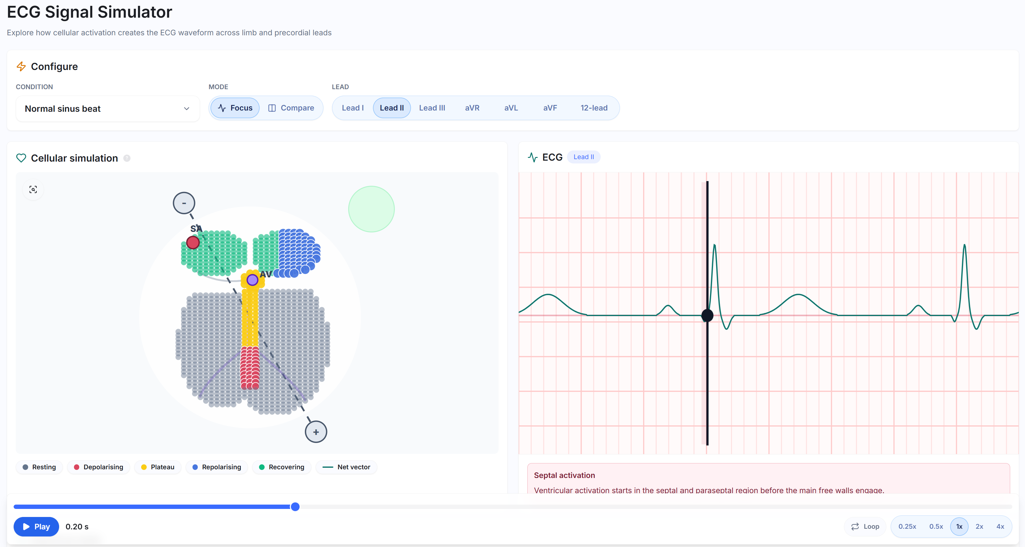 Electrophysiology simulations